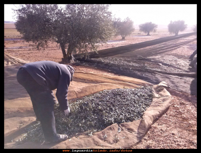 De aceitunas
Recogida de la aceituna. Enero 2014.
Palabras clave: Recogida de la aceituna