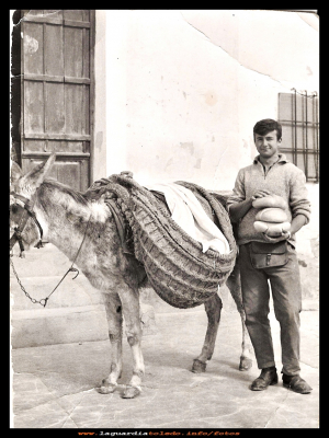Reparto de Pan
Alfonso Sánchez “el Tolo” repartiendo el pan. Año 1965
Antes era costumbre vender el pan por las calles, el vehículo más común para este hecho era el borrico o un carro pequeño.

Palabras clave: Alfonso  el pan borrico1965