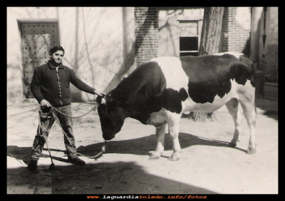  El toro
Jose y el toro, no es que quisiera ser  torero, sino que este ejemplar iba al matadero. Años 60.

Palabras clave: Jose y el toro