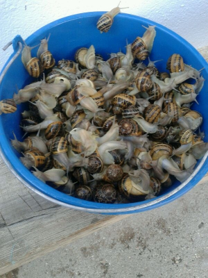 Caracoles del Cabozo
Palabras clave: caracoles