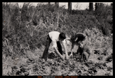 La huerta
Huerta del tío Facundo ¡¡¡Que lechugas se comían entonces!!! Año1968
El niño: Emilio Roncero Orgaz.   

Palabras clave: Huerta del tío Facundo Emilio Roncero