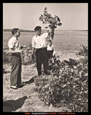 Las uvas
Vendimia del 1952 (por los buenos racimos que se ven, tuvo que ser un buen año) 
Los hermanos Angel y Eugenio Mora, y el niño Perpetuo Mora Aranda.

Palabras clave: Vendimia del 1952