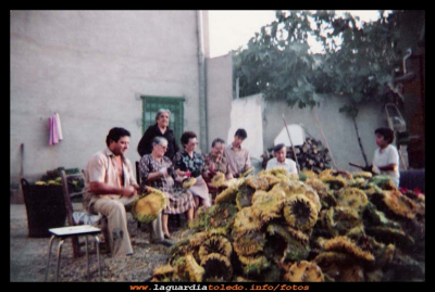 Recolección del girasol
En el mes de septiembre se realiza la recolección del girasol, unas pipas son para aceite y se segaban con maquina, otras como las de la fotografía son para tostar. Éste era el método utilizado en el año 1980 para separar las pipas de la piña a base de palos en el dorso del girasol.
La calidad de foto no es muy buena, pero creo que merece la pena.
Palabras clave: Los girasoles