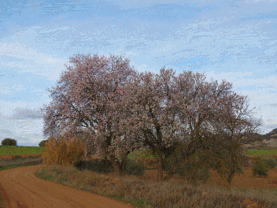 Almendros en flor el 9 de febrero de 2016 en el Batán
