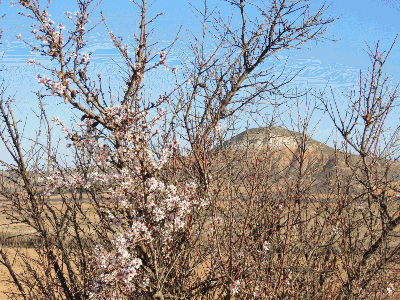 Los almendros en flor y el cerro de las Maricas. 13-3-2016
