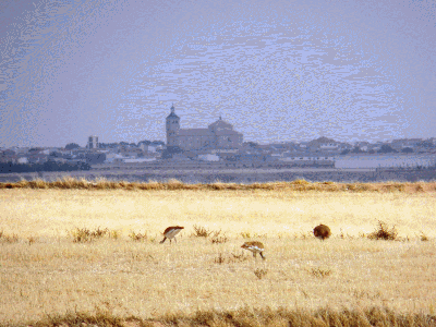 Avutardas desde el paraje de Tembleque de La Mesa a 7,5 Kms de nuestro pueblo
