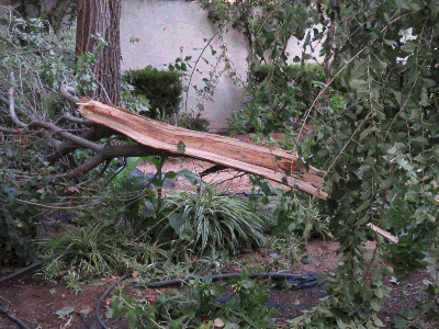 Destrozos de la tormenta en el Paseo del Norte. 30-8-2015
