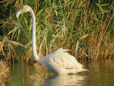 Flamencos en las lagunas. 2-10-2016
