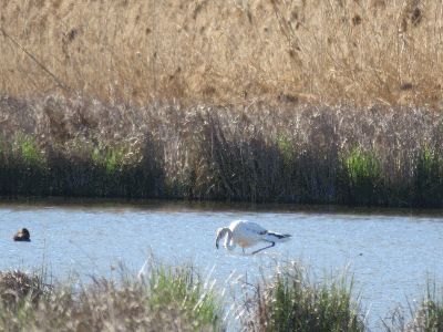 Flamencos en la primera laguna.. 24-4-2016
