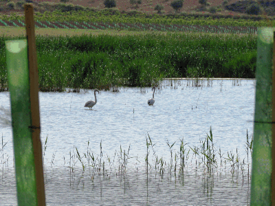 Flamencos en las lagunas. 28-5-2016

