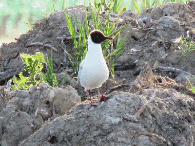 Gaviotas reidoras en las lagunas de nuestro pueblo
