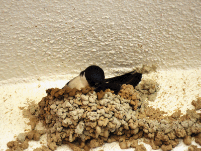 Las golondrinas el primer día de la primavera 2016 reconstruyendo sus nidos en la casa de Francisco Alegre
