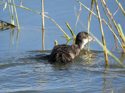 Juvenil de focha en las lagunas
