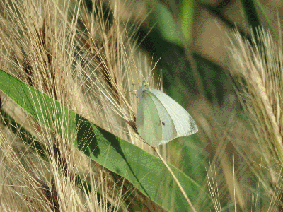 Mariposas en las Lagunas
