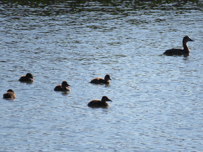 Porron europeo hembra y sus porroncitos en las lagunas de La Guardia

