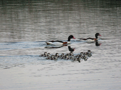 Pareja de tarros blancos y su prole en las lagunas. 22-5-2016
