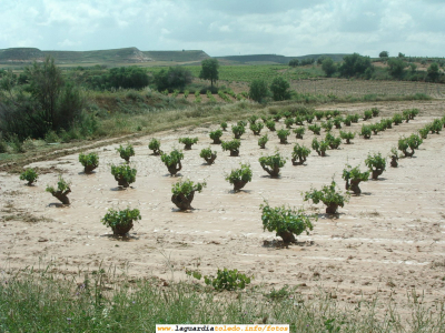 Viña anegada. Verano de 2007
La primavera y el comienzo del verano de 2007 ha sido especialmente lluvioso, pero no sólo de lluvia, también de granizo. En La Guardia ha habido considerables daños tanto en las viñas como en el cereal, pero no tanto como en algunas zonas de Castilla la Mancha como Alcázar de San Juan, en donde la lluvia ha causado auténticos estragos.
