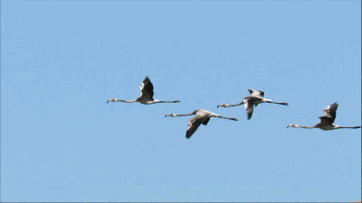El majestuoso vuelo de los flamencos en la Laguna
