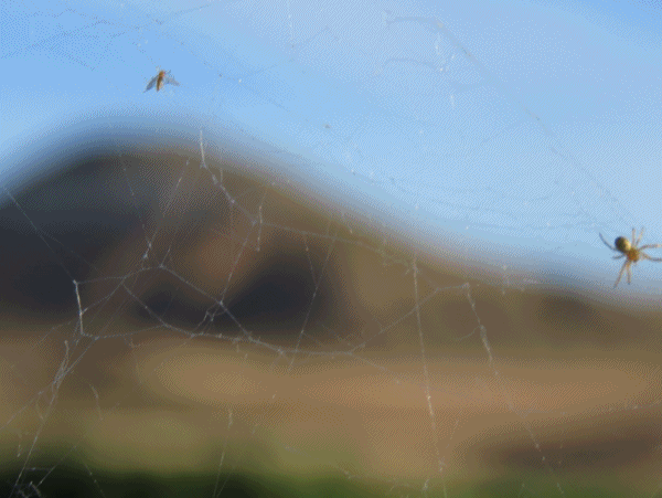 Telas de araña en la tercera laguna
