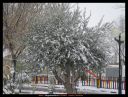 La nevada.jpg