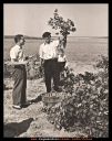 Las uvas.jpg