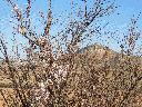 almendros-en-flor-y-cerro-las-maricas.gif