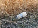 basura-lagunas.gif
