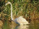 flamencos-2-10-2016.gif