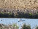 flamencos-lagunas-24-4-2016.gif