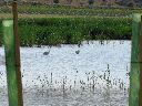 flamencos-tercera-laguna.gif