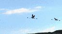 flamencos-volando.gif