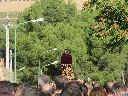 Nombre del archivo=fotos-santo-nino-27.gif
Tamaño del archivo=4084KiB
Dimensiones=800x600
Fecha añadida=F d, Y fotos-santo-nino-27.gif