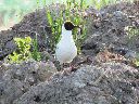 gaviotas-reidoras.gif