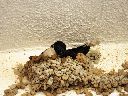 golondrinas-reconstruyendo-nidos.gif