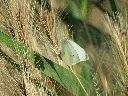 mariposas-lagunas.gif