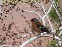 pajaros-paseo-norte.gif