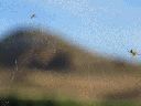telas-arana-lagunas.gif