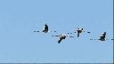 vuelo-flamencos~0.gif