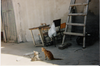 nuestros gatos
el mobiliario de fondo no tiene desperdicio
