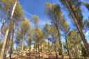 Pinos_02.jpg