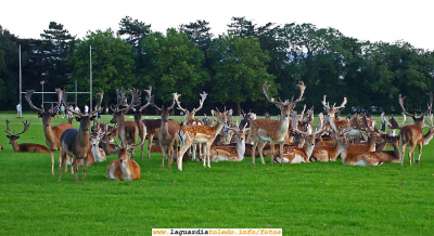 6 de diciembre de 2007. Anika II - Phoenix Park
Phoenix Park, que es un mega parque que hay en la zona oeste de Dublin, y cuando digo mega parque es porque es enorme, tienes que coger el coche para recorrerlo entero. Tiene 700 hectáreas de praderas verdes como el trigo en primavera y ocupa unos 16 km de perímetro. ¡Increíble!

Phoenix Park, se aprovechan las praderas para montarse un campo de soccer (fútbol/rugby), pero claro, no contaban con los cientos de ciervos que viven libres en el parque, y como los ciervos son muy suyos pues se plantan en medio del partido y se acabo el partido, como paso en la foto. 


 

Palabras clave: 6 de diciembre de 2007. Anika II - Phoenix Park