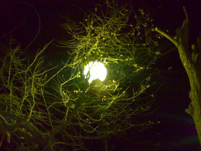 ¿LA LUNA EN MI JARDÍN?
Palabras clave:  PASEO NORTE