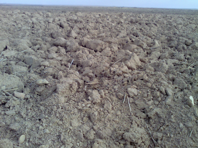 una hectárea
