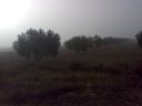 olivar.jpg
