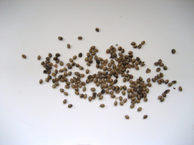 Cañamones
Semillas de "cannabis sativa". Como ya sabemos existen muchísimas variedades de esta planta. En La Guardia se ha plantado hasta los 60 para sacarle la fibra o los cañamones en los 70 y 80.

Palabras clave: Cañamones