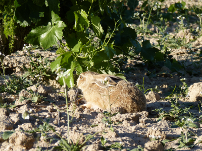 La tranquilidad del campo
ASOCIACIONES DEPORTIVAS: Asociacion de cazadores
