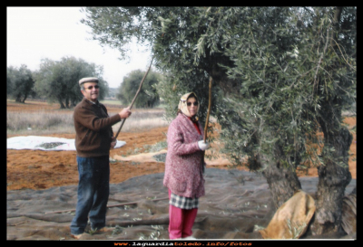  De aceitunas
Ángel el “regaor”y Concha su mujer, en plena cosecha de aceituna, vareando la oliva.     Año2009.
EL CURSO DEL AÑO: la aceituna
Palabras clave: Ángel y Concha vareando la oliva