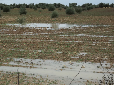 ENCHARCADAS
En apenas dos meses, desde el dia 27 de septiembre, al dia de hoy 17 de noviembre,  son ya 253  los litros llovidos en nuestros campos.
