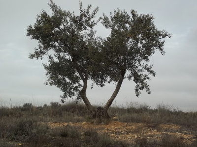 Olivar Las Navas
