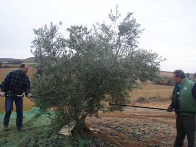 La aceituna
